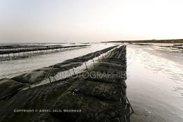 Image du Maroc Professionnelle de  À partir de 2004, la baie de Dakhla qui dispose de l’écosystème le plus adapté à l’élevage d’huîtres a connu l'installation de plusieurs projets ostréicoles productifs. Les premières fermes ostréicoles se sont installées en 2002 dans la région, devenue ces dernières années la plus productrice du pays avec 280 tonnes d’huîtres par an et un millier de personnes employées.  Mardi 21 Novembre 2006. (Photo / Abdeljalil Bounhar)


 